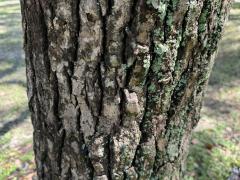 (Camphor Tree) trunk