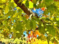 (Sessile Oak) leaves