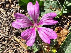 (Common Mallow) flower