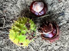 (Horse-Chestnut) fruit