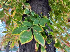 (Horse-Chestnut) leaves