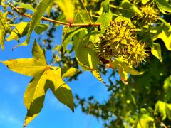 (American Sweetgum) fruit