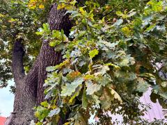 (English Oak) leaves