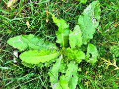 (Asteraceae Daisy) plant