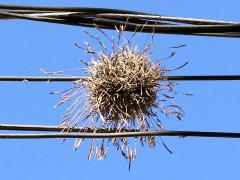 (Capillaris Airplant)