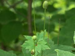 (Tall Anemone) fruit