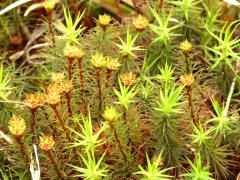 (Polytrichum Haircap Moss) antheridia
