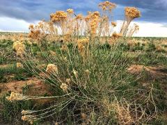 (Rubber Rabbitbrush)