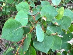 (Quaking Aspen) leaves