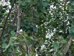 (Quaking Aspen) plant
