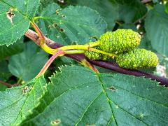 (Green Alder) fruit