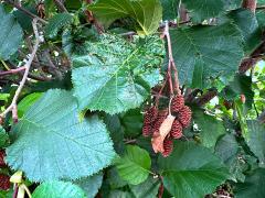 (Green Alder) leaves
