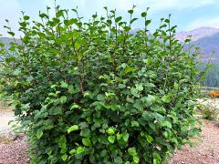 (Green Alder) shrub