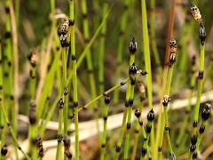 (Variegated Horsetail) colony
