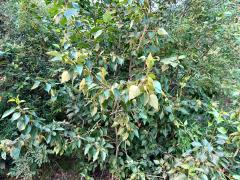 (Balsam Poplar) plant