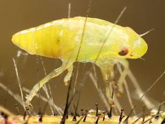 (Meadow Spittlebug) nymph profile on Orange Hawkweed