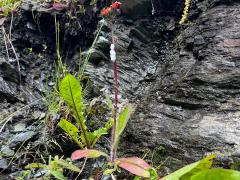 (Orange Hawkweed) plant