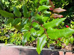 (Oregon Grape) leaves