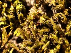 (Black Poplar) (Bryopsida Joint-toothed Moss) on Black Poplar