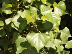 (Black Poplar) leaves