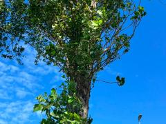 (Black Poplar) plant