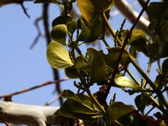 (Broadleaf Mistletoe) leaves on Western Sycamore