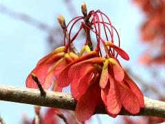 (Red Maple) fruit