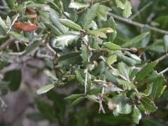 (Southern Live Oak) leaves