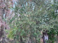(Southern Live Oak) plant