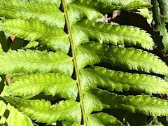 (Western Sword Fern) frond