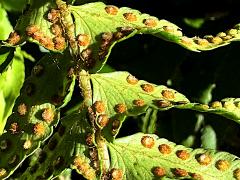 (Western Sword Fern) sori