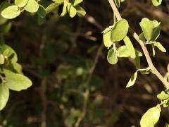 (Spiny Hackberry) twig