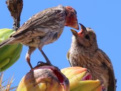 (Saguaro Cactus) (House Finch) male feeding chick on Saguaro Cactus