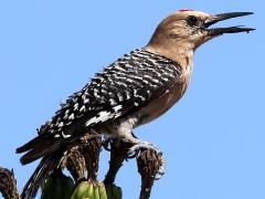 (Gila Woodpecker) male calling on Saguaro Cactus