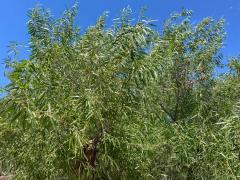 (Goodding's Willow) plant