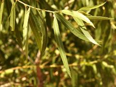 (Goodding's Willow) twig