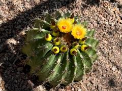 (Emory's Barrel Cactus) barrel