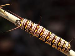 (Rush Milkweed) (Queen) caterpillar on Rush Milkweed