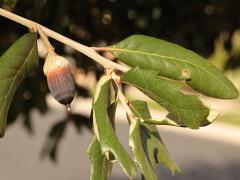 (Texas Live Oak) twig