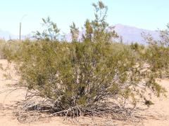 (Creosote Bush) shrub