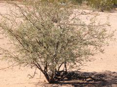 (Velvet Mesquite) shrub