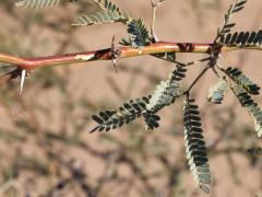 (Velvet Mesquite) twig