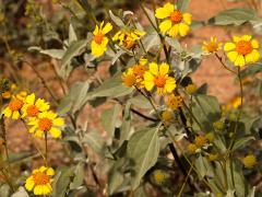 (Brittlebush) shrub