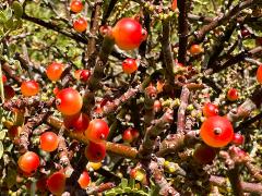 (Catclaw Acacia) (Mesquite Mistletoe) fruit on Catclaw Acacia