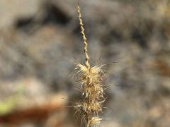 (Buffelgrass) seedhead