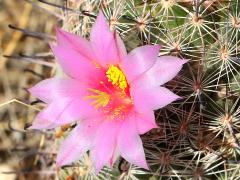 (Graham's Nipple Cactus) blossom
