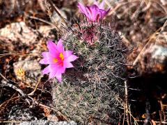 (Graham's Nipple Cactus) flowers