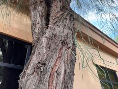 (Shoestring Acacia) leaves