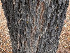 (Southern Live Oak) trunk