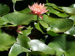 (American White Waterlily) colony